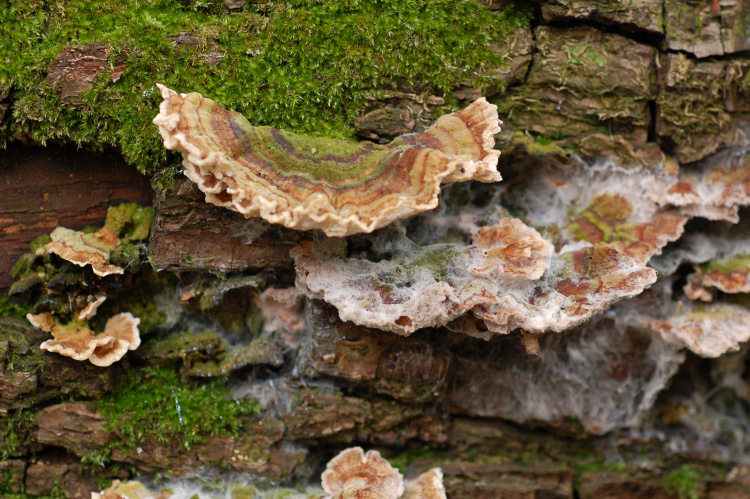 Trametes versicolor parassitizzato
